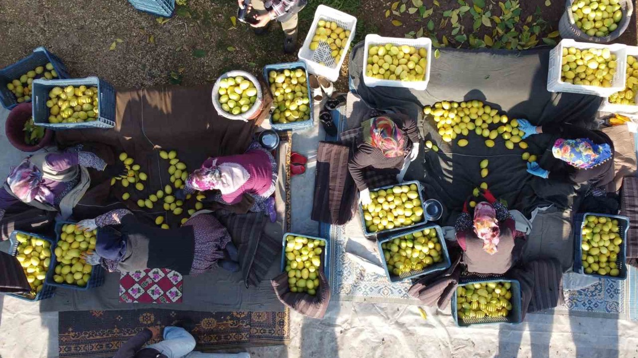 Tarım-ÜFE yıllık yüzde 31,45 arttı, aylık yüzde 1,56 azaldı
