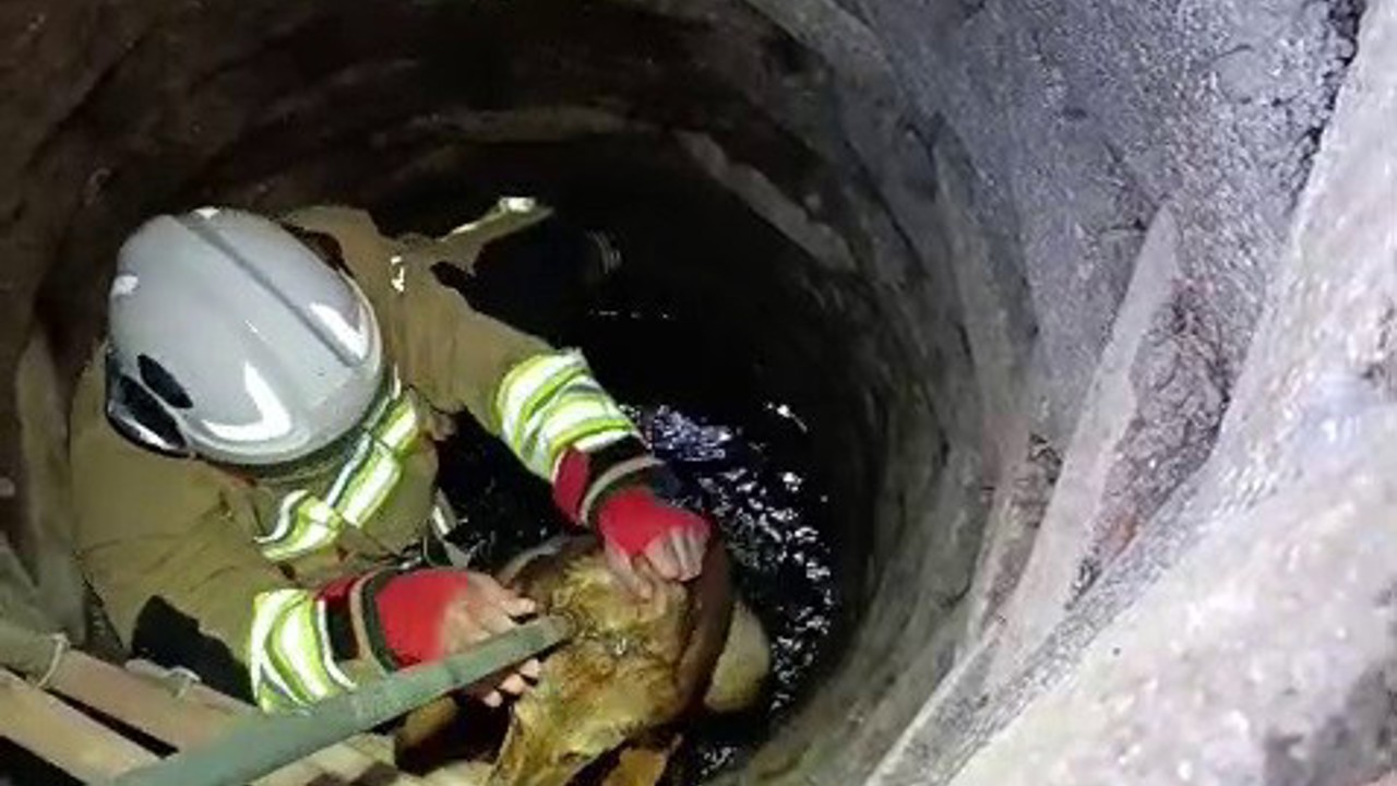 Kuyuya düşen köpeği itfaiye kurtardı
