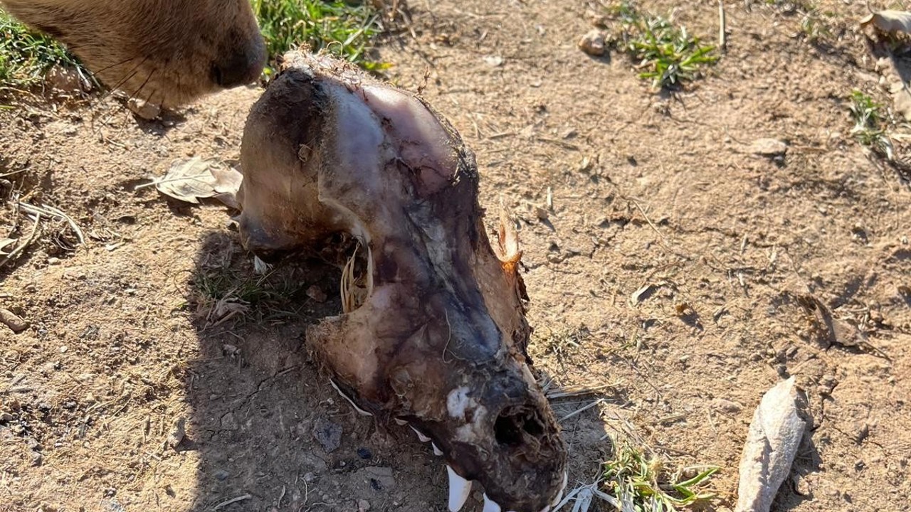 Hayvan sevgisini istismar etti, köpekler açıktan birbirini yedi
