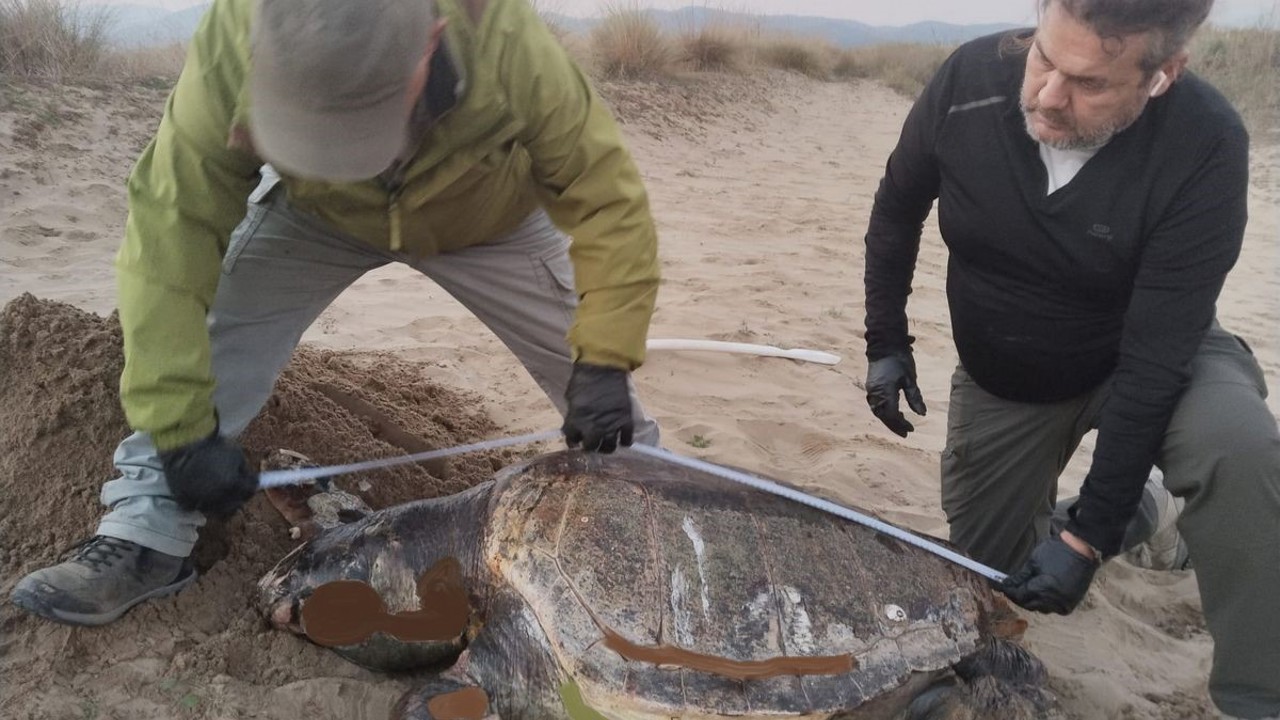 Kuşadası’nda son bir haftada 3 deniz kaplumbağası ölü bulundu

