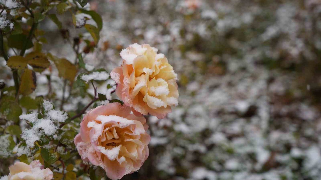 Gümüşhane kent merkezine mevsimin ilk karı yağdı

