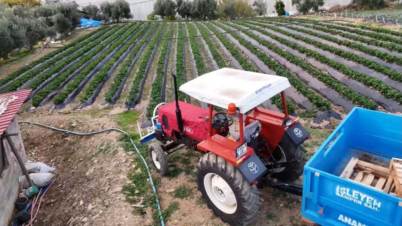 Mersin’de çilekte kış hasadı: Bahçede kilogramı 130 TL
