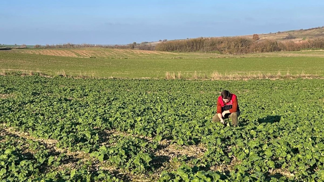 Kırklareli’nde kanola gelişimi inceleniyor

