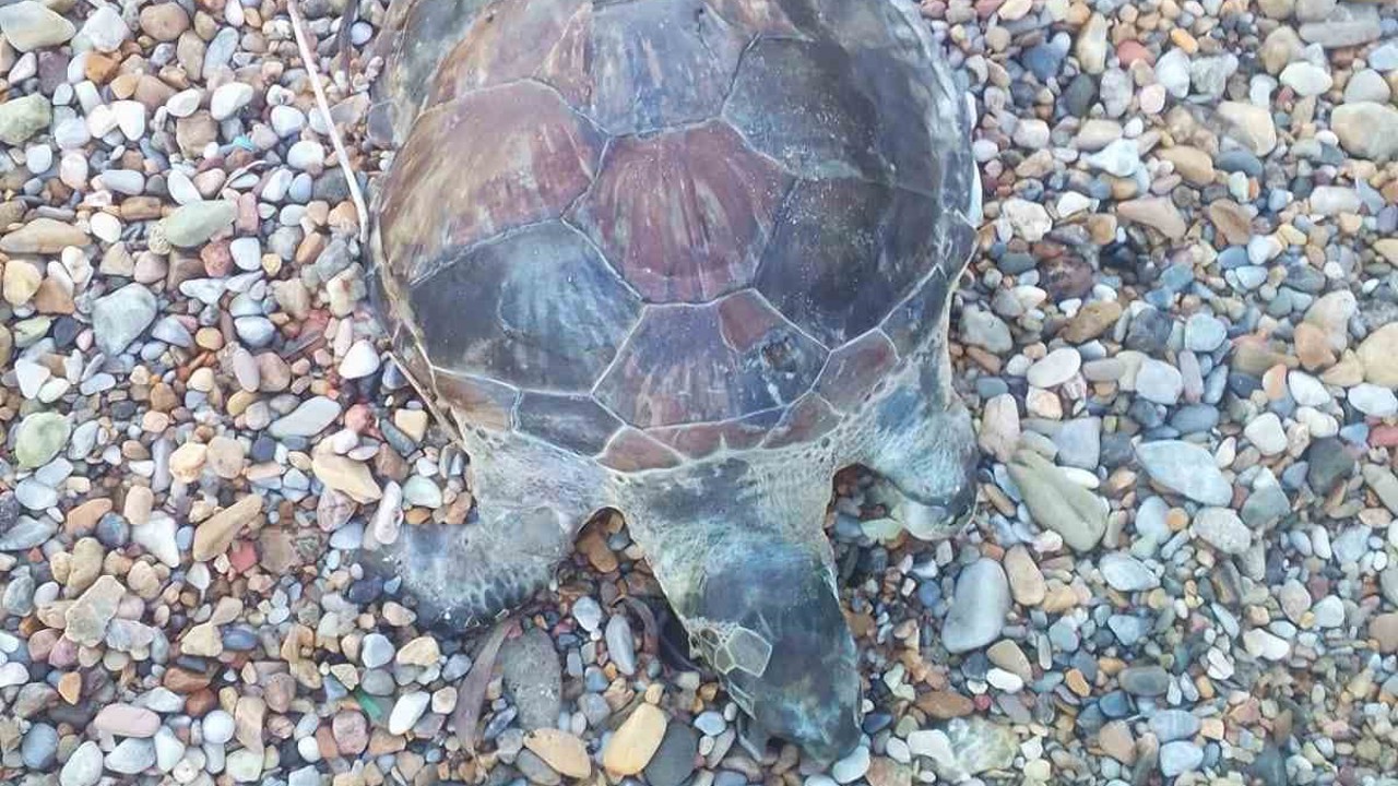Bodrum’da yavru caretta caretta kıyıya vurdu
