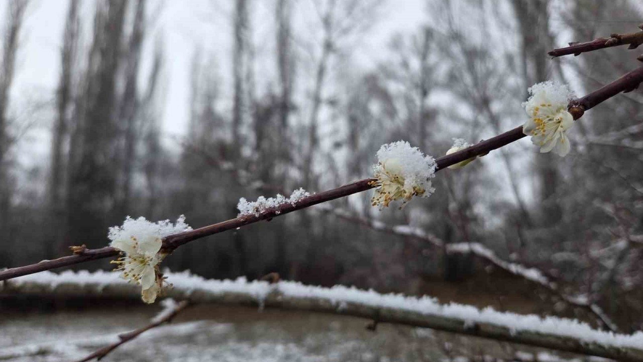 15 gün önce çiçek açan erik ağaçları kar altında kaldı
