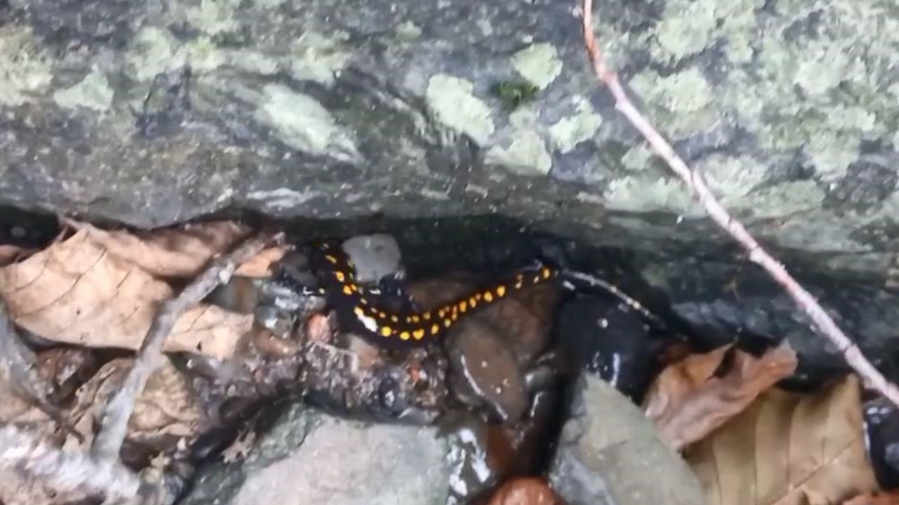 Nesli tehlike altındaki Kafkas semenderi Şavşat’ta görüntülendi
