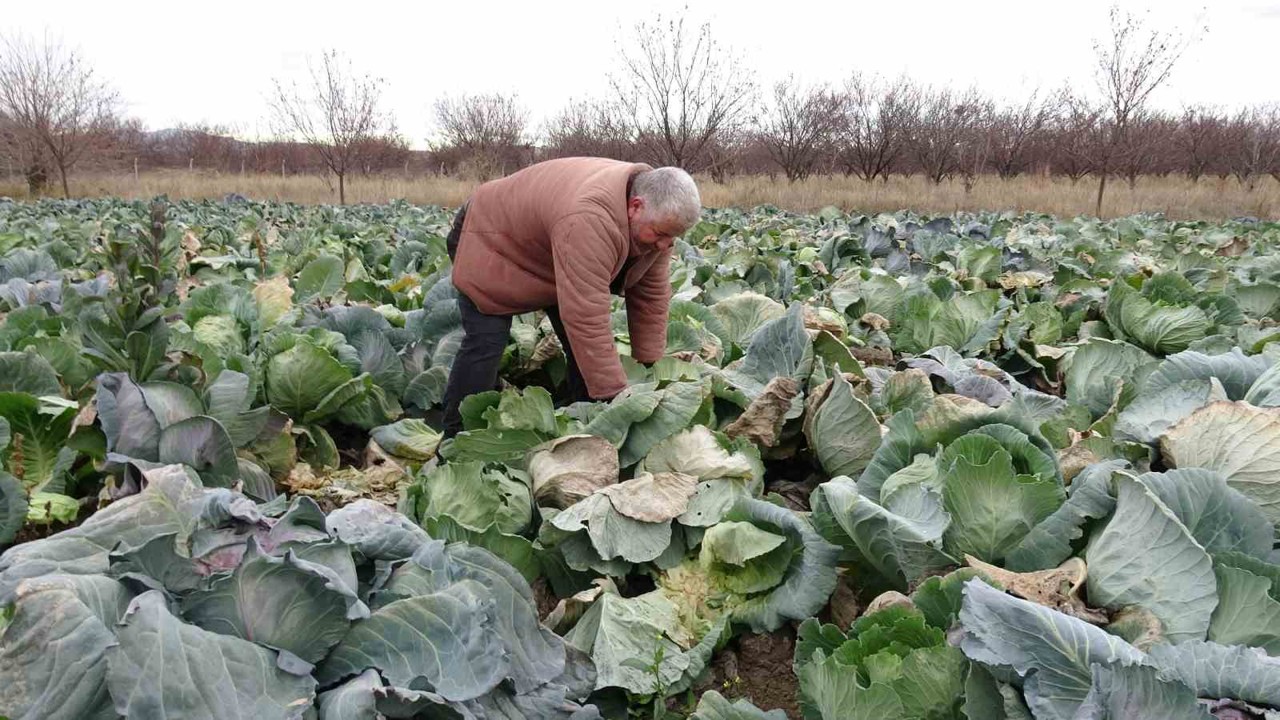 Malatya’da çiftçiler alternatif ürünlerle zararlarını telafi ediyor
