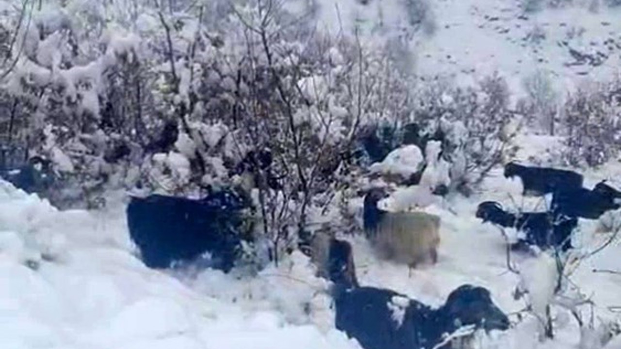 Hizan’da kar yağışı, sürüyü hazırlıksız yakaladı
