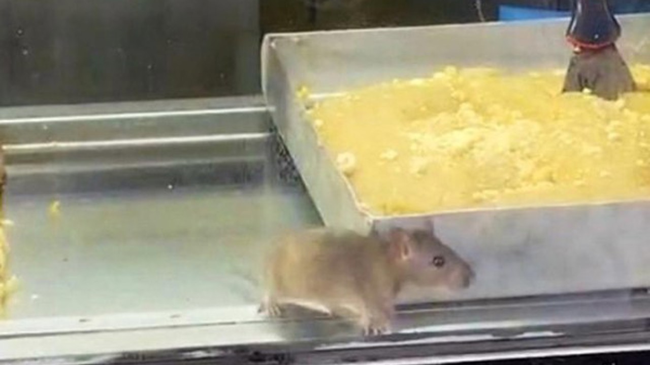 İzmir’den iğrenç görüntü: Börek tezgahlarında fare cirit attı
