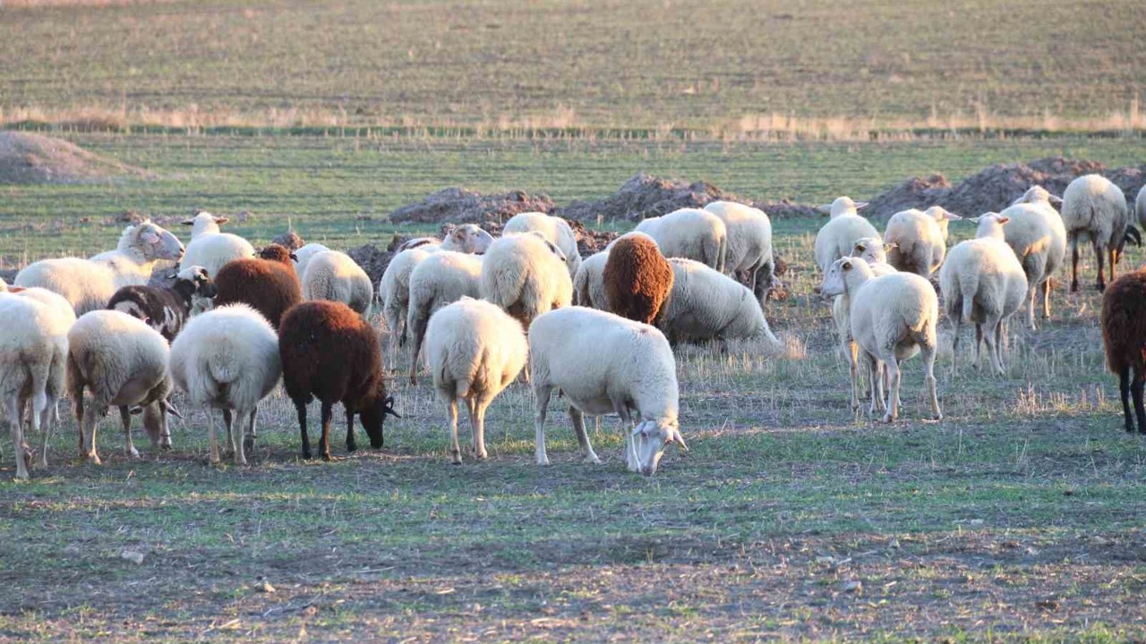 Koyunlar bu kışı kırda otlayarak geçiriyor
