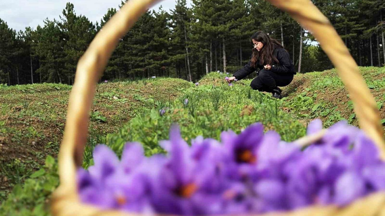 Safran, sarımsak ve kırmızı bibere bilimsel güvence
