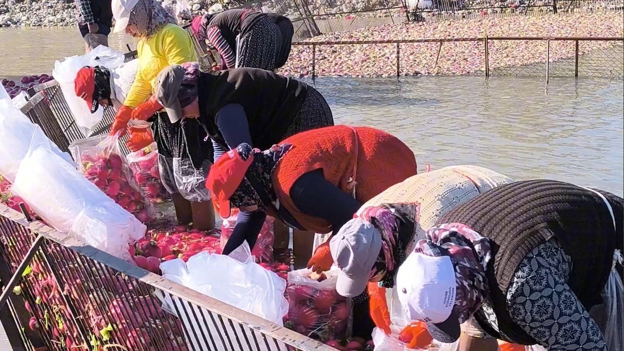 Osmaniye Kadirli’de turp mesaisi: Soğuk suda ekmek mücadelesi
