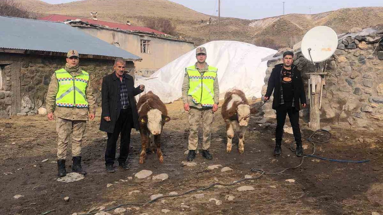 Muş’ta çalınan 2 büyükbaş hayvan bulundu
