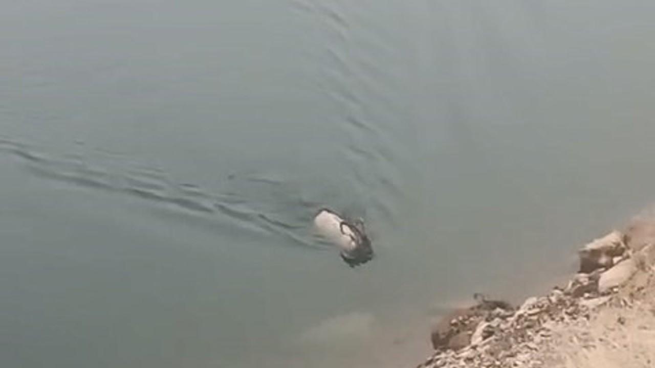 Sarp kayalıkların ustası baraj gölünde yüzerken görüldü
