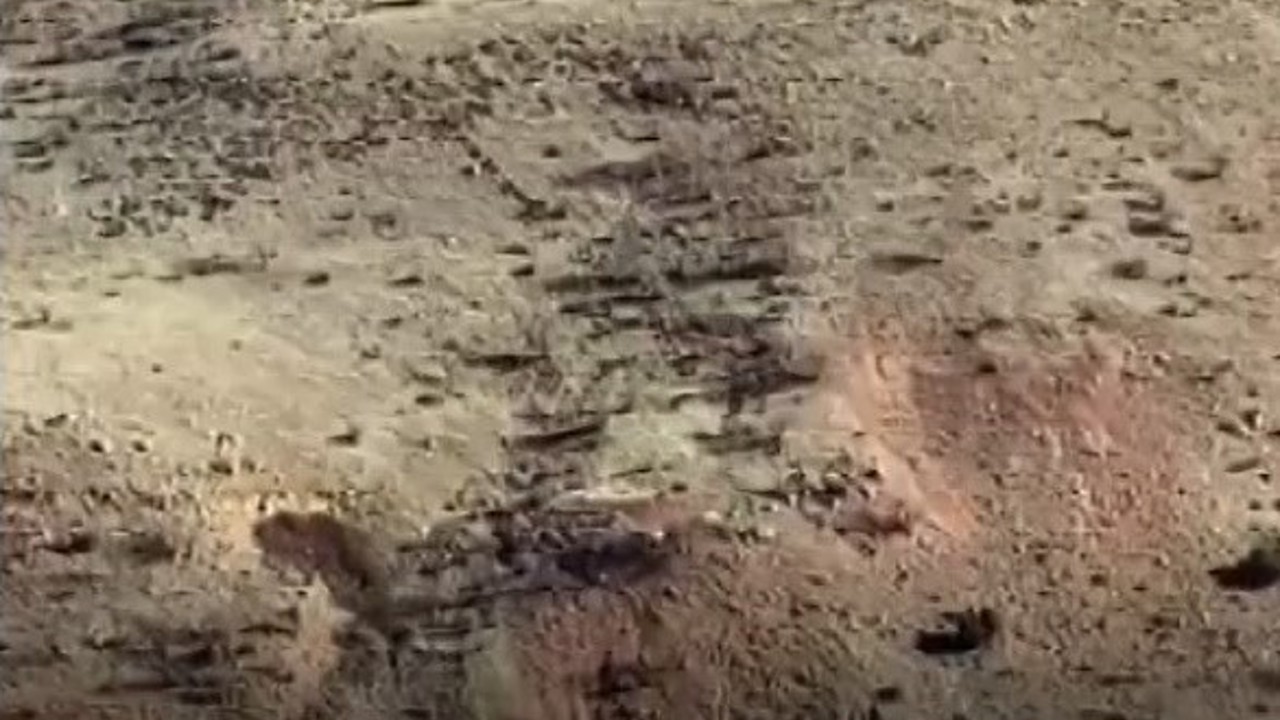 Gercüşlü çiftçilerin domuz tedirginliği
