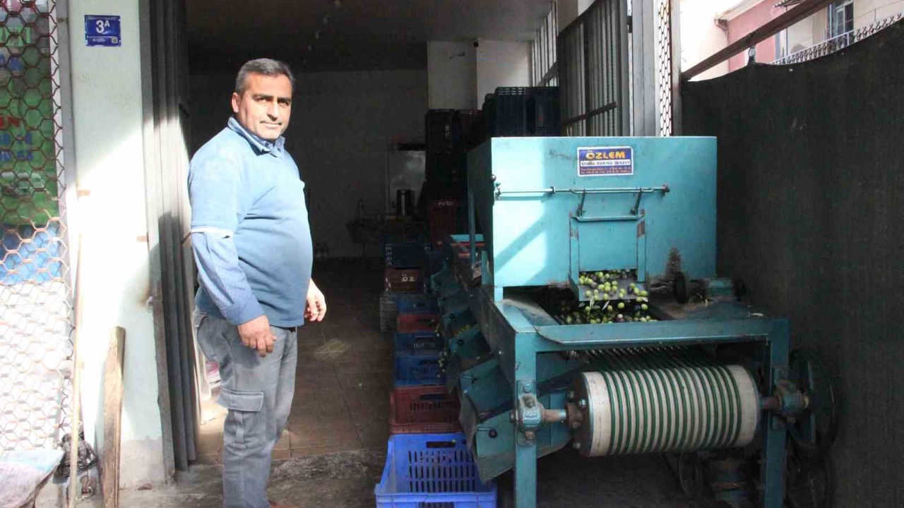 Hasat edilen zeytinler boyuna göre ayrılıyor, fiyatı kaliteyle şekilleniyor
