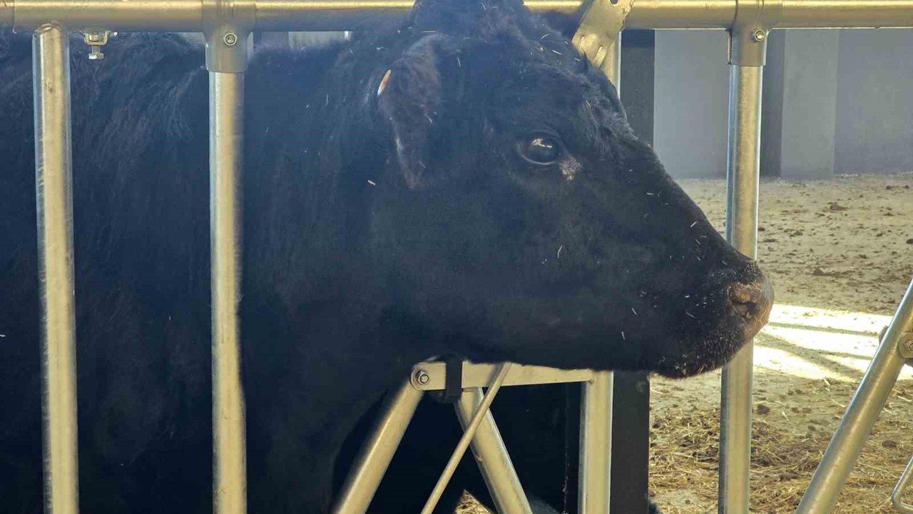 Kırsalda Bereket Hayvancılığa Destek Projesi, 2028 yılına kadar sürecek
