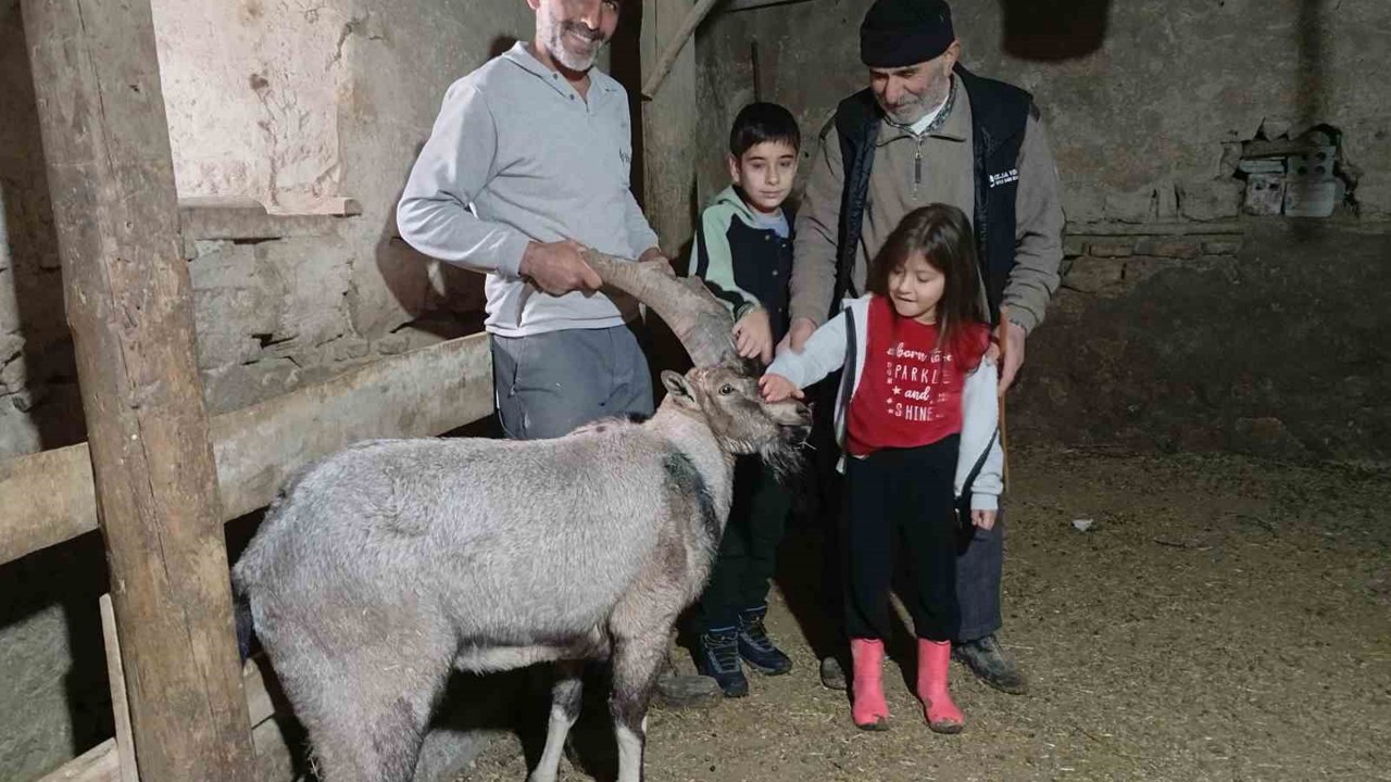 Yaralı halde bulunan dağ keçisi tedavisinin ardından doğaya salındı
