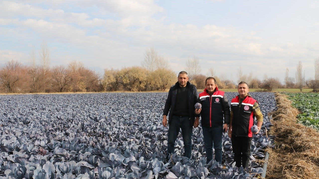 Erzincan’da kış ortasında sebze hasadı
