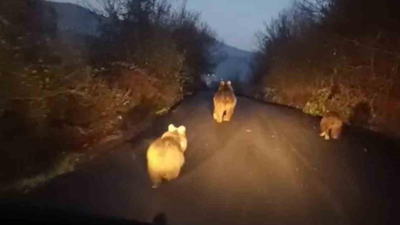 Anne ayı ve yavruları kamerada
