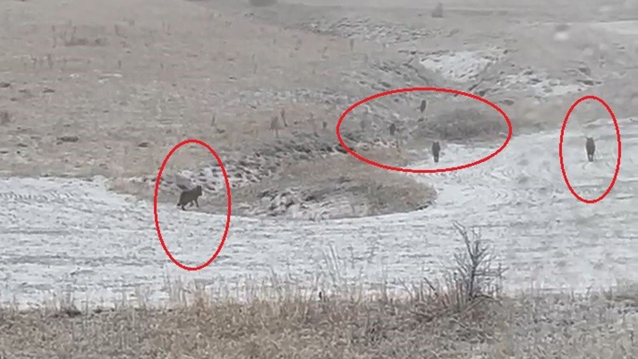 Bayburt’un köylerinde kurt sürüleri görüldü
