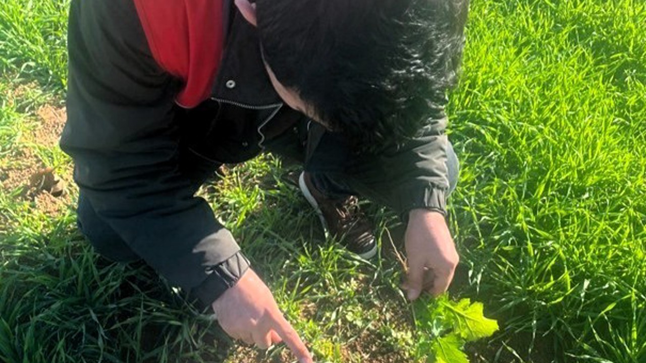 Kofçaz’da tarla faresine karşı etkin mücadele: Tarım arazilerinde fare tehdidi
