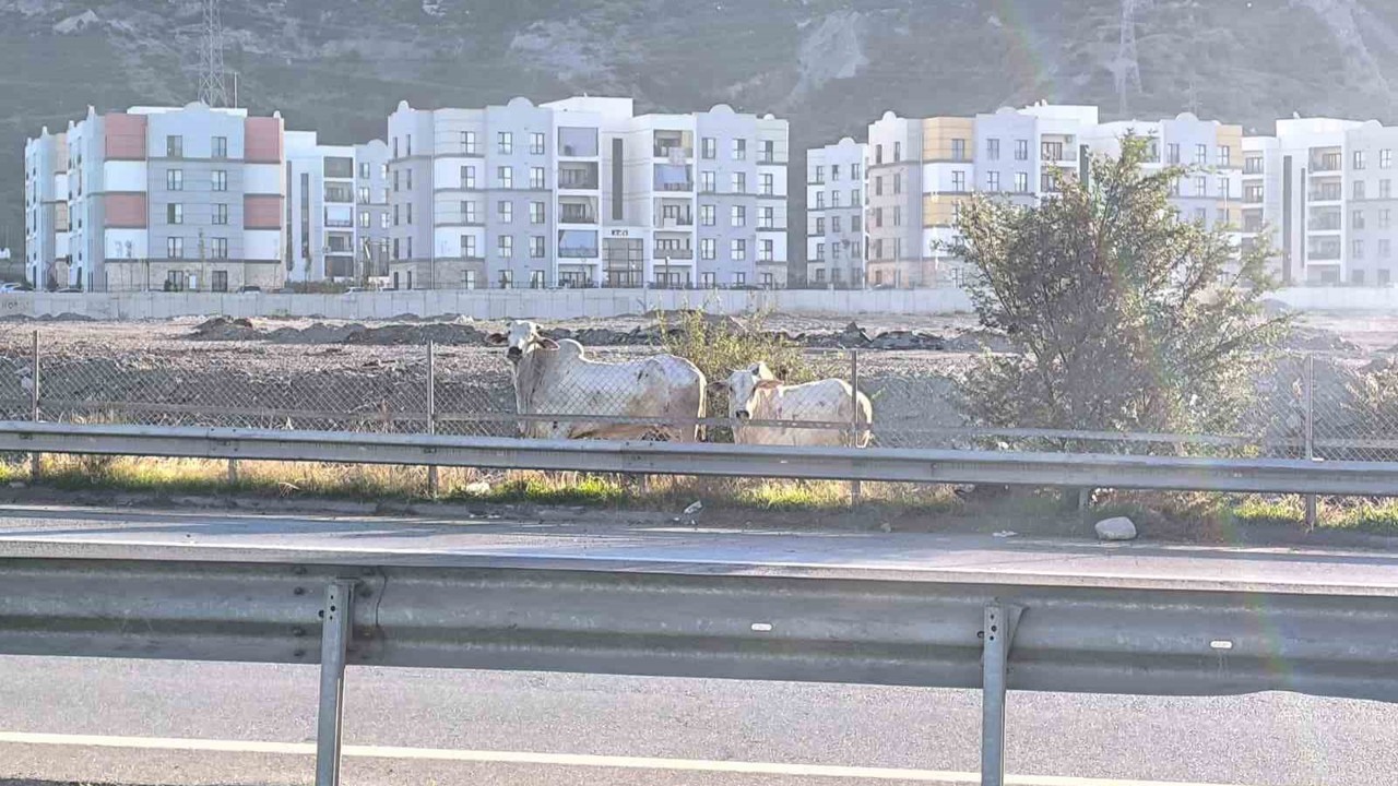 Kaza yapan tırdan kaçan anguslar şehir turunda
