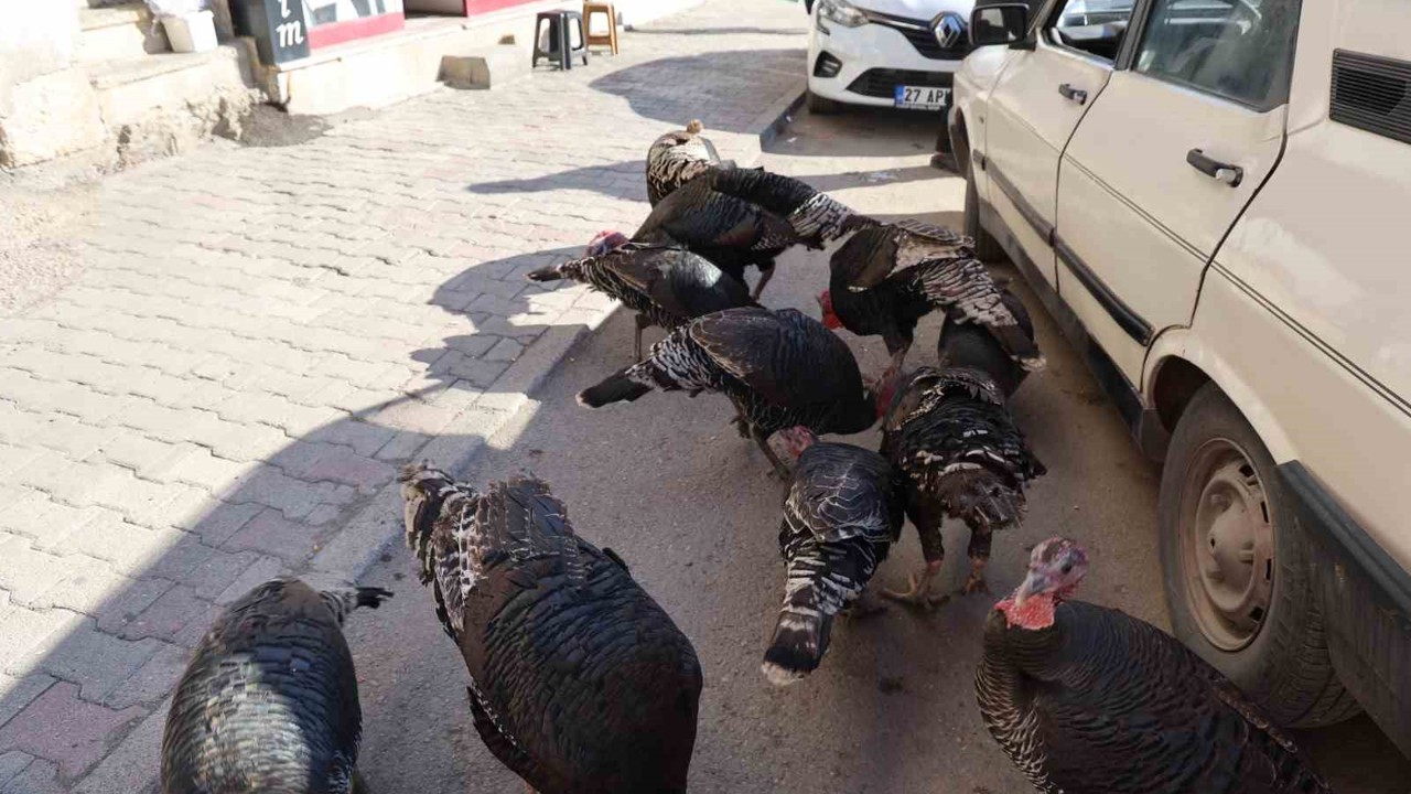 Adana’da ilginç görüntü: Hindiler çarşıda gezdirilerek satılıyor
