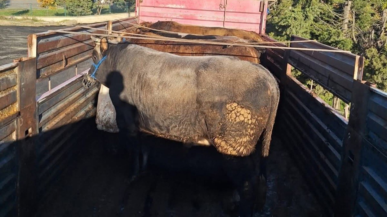 Tekirdağ’da kaçak hayvan sevkiyatına 102 bin lira ceza
