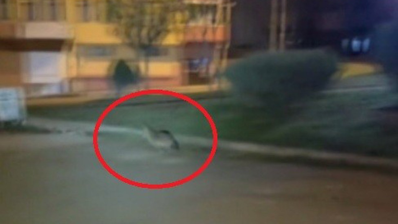 Sinop’ta aç kalan çakal şehir merkezine indi
