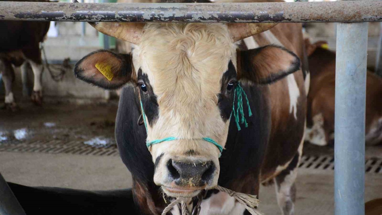 Bolu’da şap kısıtlamaları kaldırıldı
