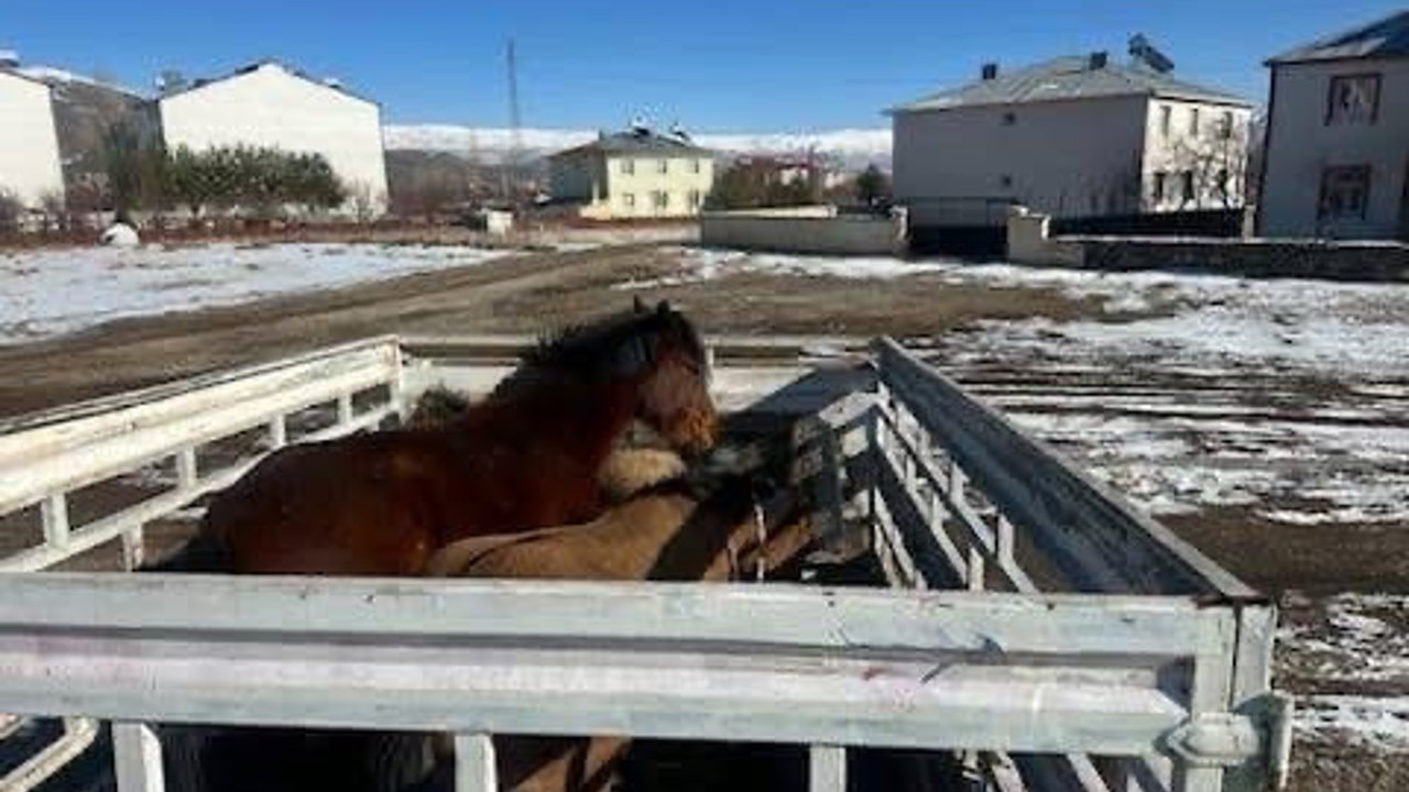 Kış şartları öncesi önlem: Başıboş binek hayvanları toplatıldı
