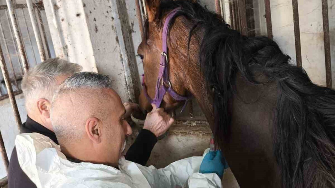 Milyonluk safkan İngiliz atına sağlık taraması
