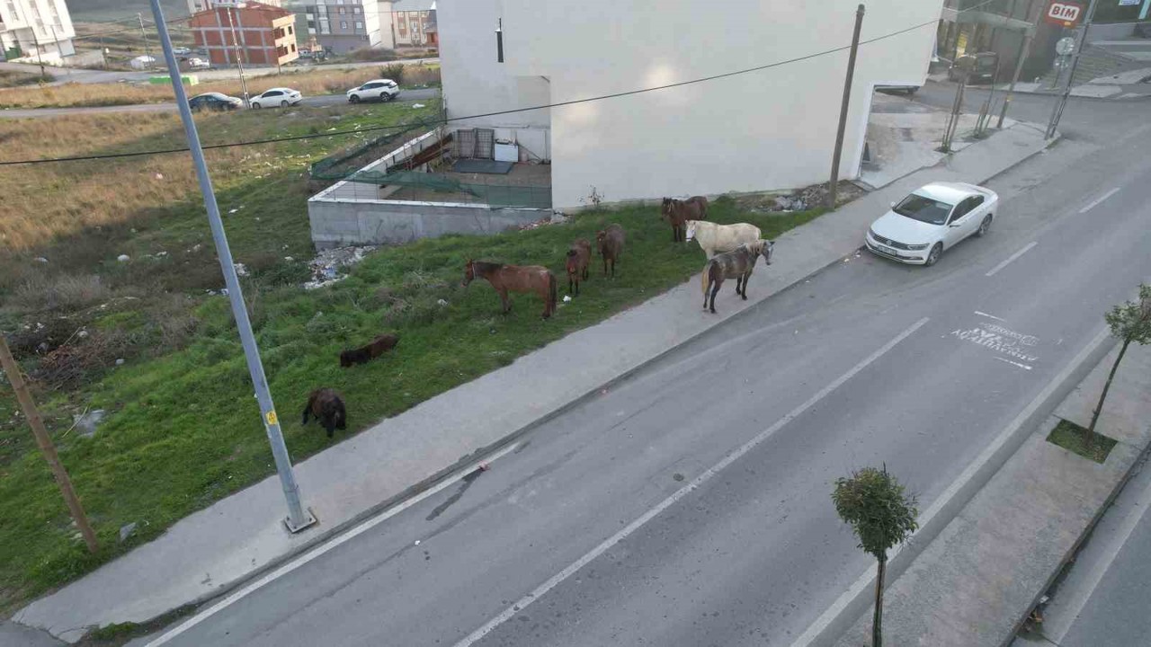 Arnavutköy’de başıboş gezen atlar tehlike saçıyor
