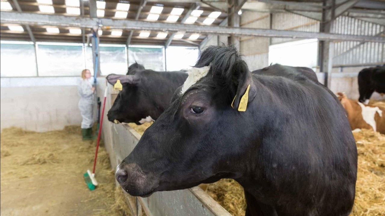 Uzmanlar şap hastalığına karşı alınması gereken önlemleri anlattı
