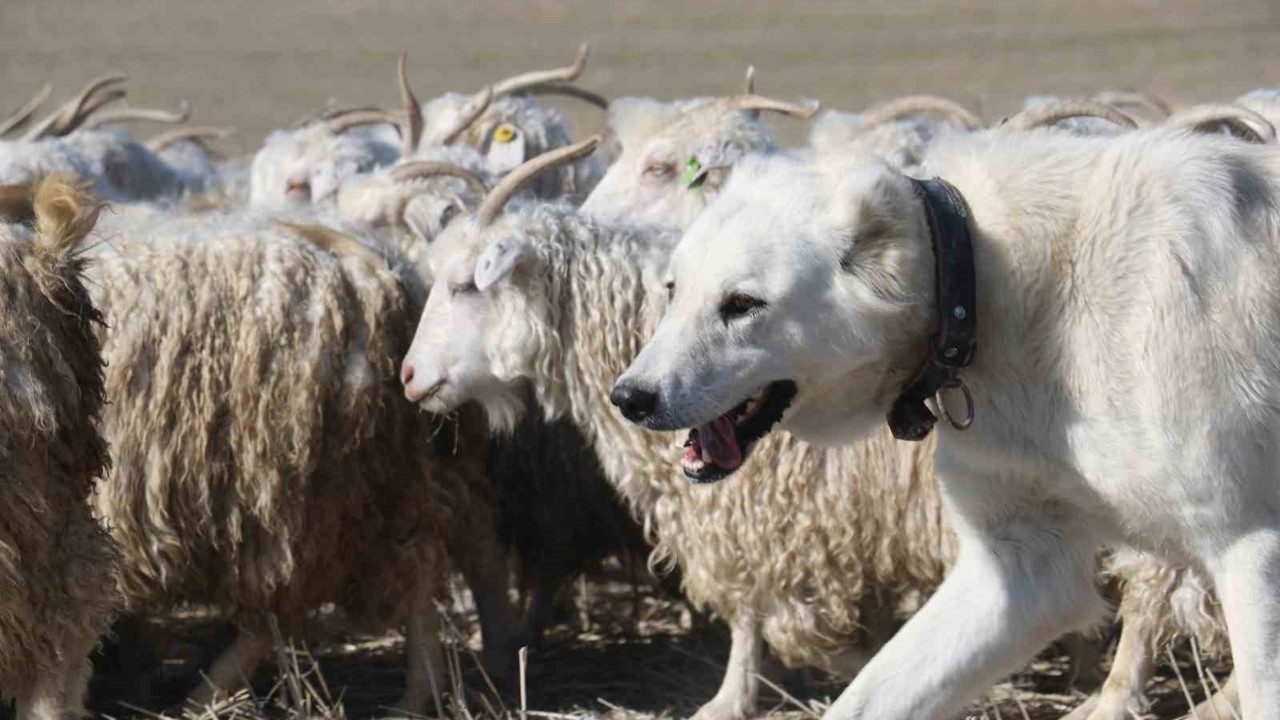 Ankara’nın kadim değeri tiftik keçisi yeniden gözde: Ayaş’ta 3 bin baş yetiştiriliyor
