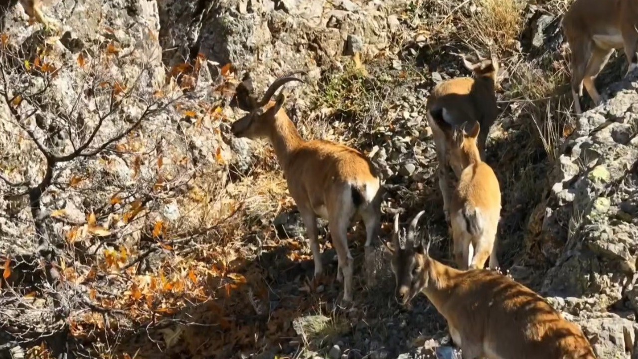 Munzur’un sarp kayalıklarında yaban keçileri
