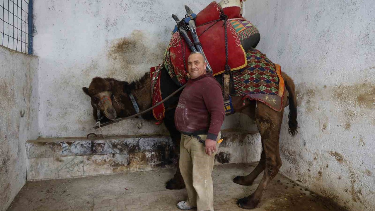 Şap karantinası nedeniyle iptal edilen deve güreşleri sektörde sıkıntıya neden oldu
