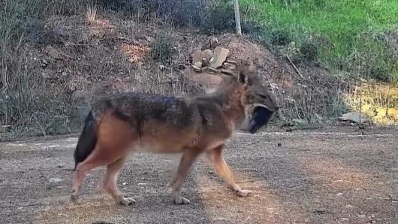 Doğanın sert yüzü: Çakal ağzında domuz bacağıyla görüntülendi
