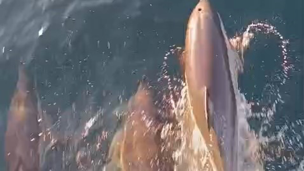 Yunuslar tekneyle yarıştı: Kıyıköy açıklarında kartpostallık anlar
