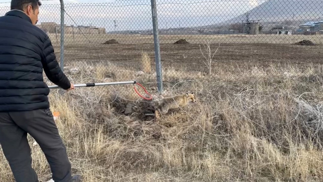 Yaralı kızıl tilki tedavi edilerek doğaya salındı
