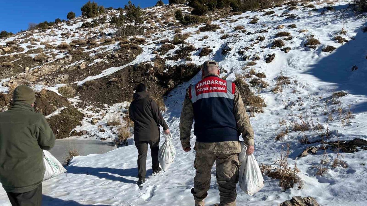 Siirt’te yaban hayvanlarına 750 kilo yem bırakıldı

