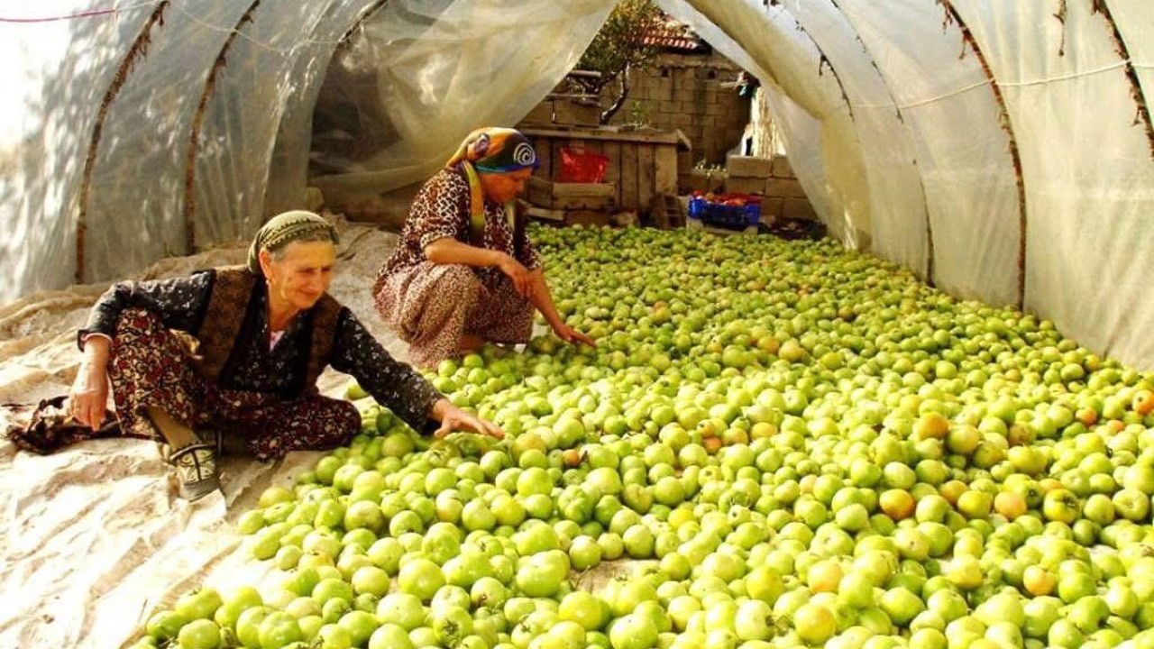 Kırağı vurdu, gök domates seraya taşındı
