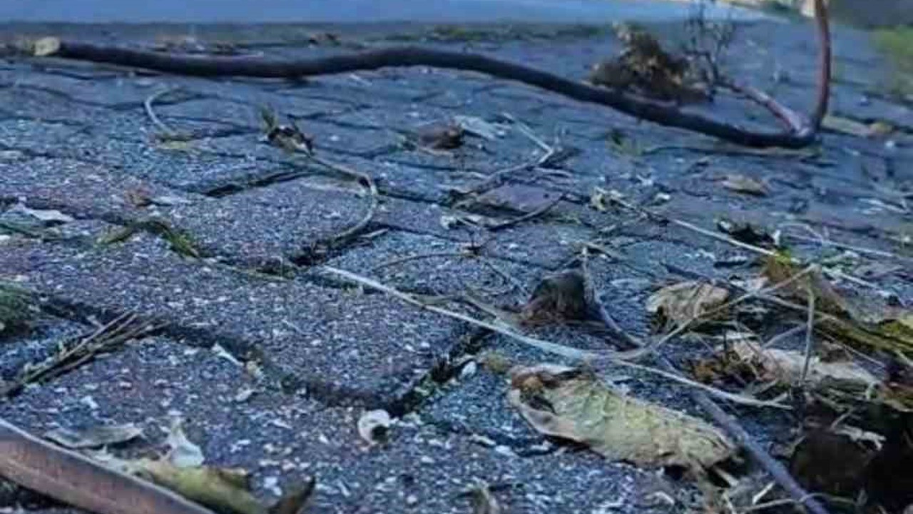 Artvin’in ardından Trabzon’da da yılanlar kış uykusuna yatmadı
