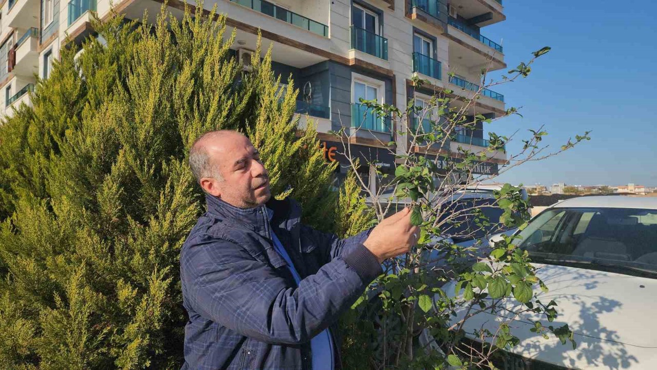 Erik ağacı aralık ayında meyve verdi
