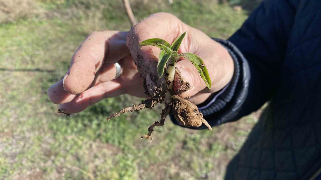 Nesli tükenme tehlikesi altında olan salep Eskişehir’de yeniden hayat buluyor
