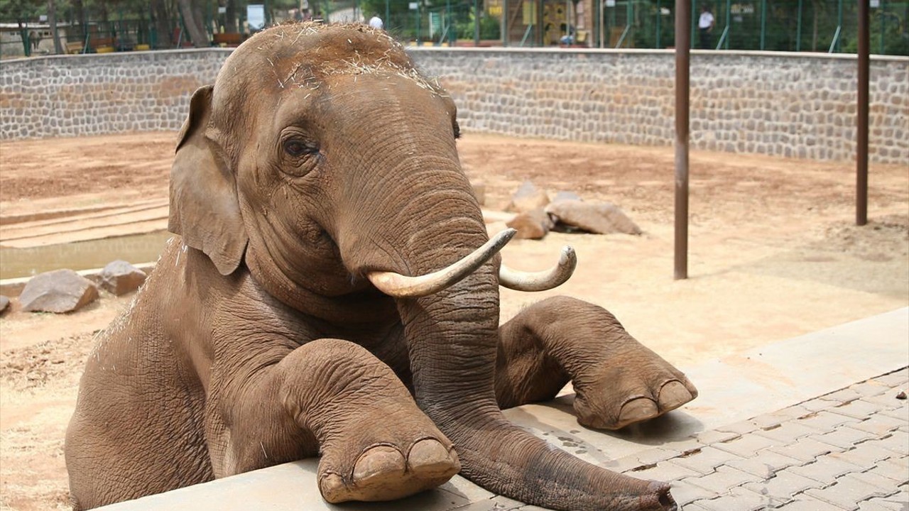 Fatma Şahin’den CHP’li Başarır’a yalanlama
