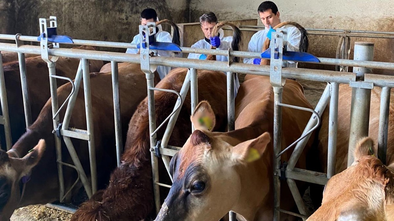 Kırklareli’nde büyükbaş hayvan işletmelerinde hastalıktan ari kontrolleri

