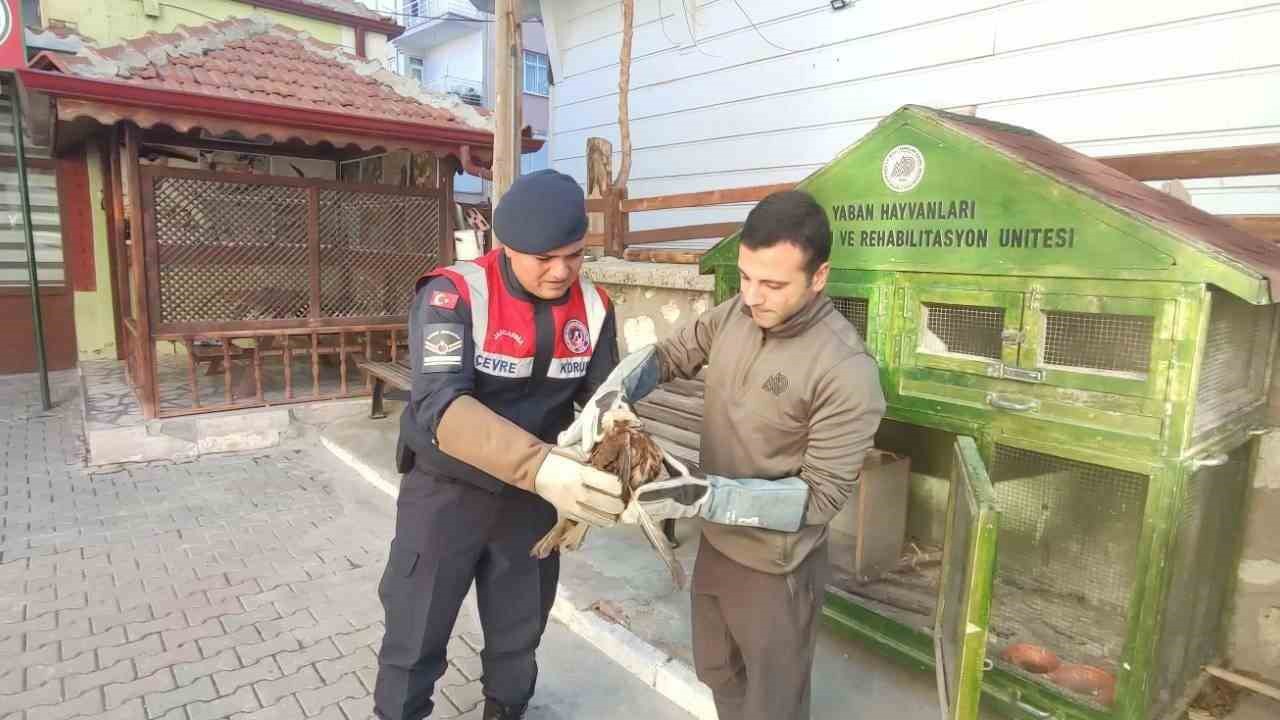 Karaman’da yaralı bulunan kızıl şahin koruma altına alındı
