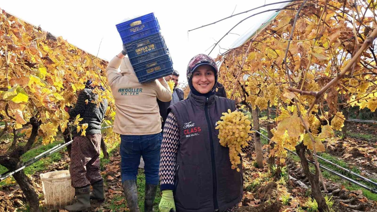 Yeni yıl üzümleri yola çıkmaya başladı
